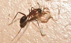 Camponotus barbaricus