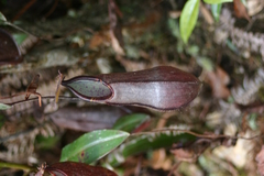 Nepenthes tentaculata