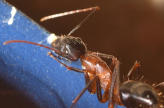 Camponotus barbaricus