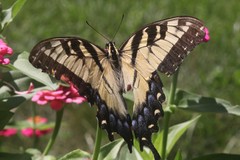 Papilio glaucus