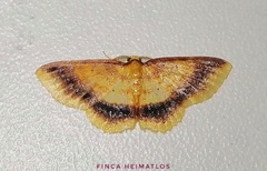 Eois fasciata