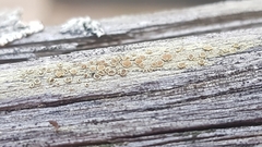 Lecanora varia