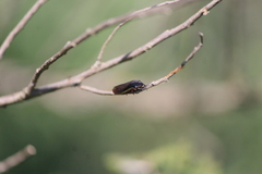 Homalodisca insolita