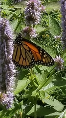 Danaus plexippus