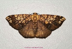 Nematocampa completa