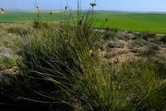Bobartia longicyma
