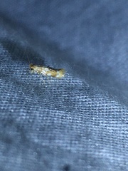 Bucculatrix coronatella