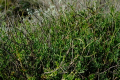 Notobubon collinum