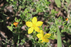 Menodora potosiensis