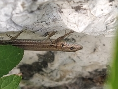 Podarcis muralis
