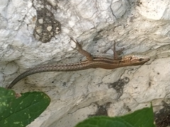Podarcis muralis