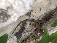 Podarcis muralis