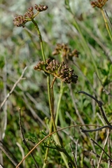 Notobubon collinum