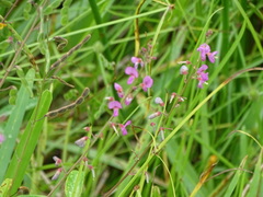 Desmodium incanum image