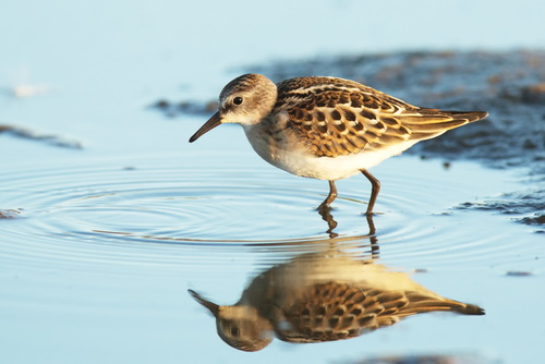 Correlimos menudo (Calidris minuta)