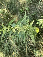 Urtica dioica