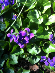 Viola