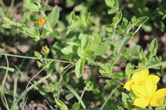 Menodora potosiensis