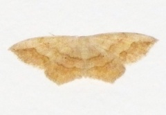 Scopula sanguinisecta