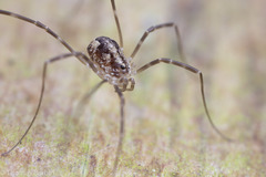 Leptobunus parvulus
