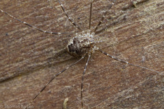 Leptobunus parvulus