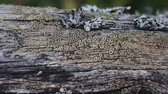 Lecanora varia