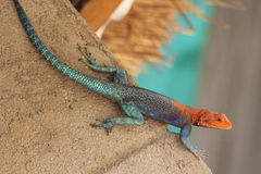 Agama dodomae dodomae