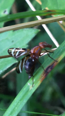 Tritoxa incurva