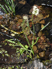 Perideridia parishii latifolia