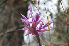 Tillandsia cacticola