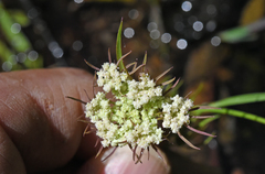 Perideridia parishii latifolia