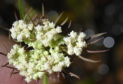Perideridia parishii latifolia