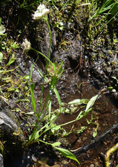 Perideridia parishii latifolia