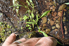 Perideridia parishii latifolia