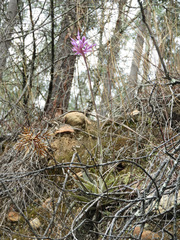 Tillandsia cacticola