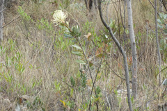 Oreocallis grandiflora