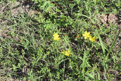 Menodora potosiensis