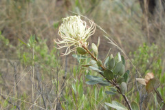 Oreocallis grandiflora