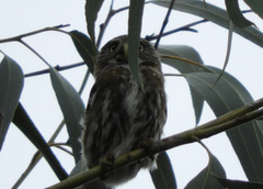 Glaucidium peruanum