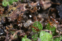 Formicidae