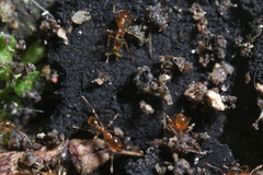 Formicidae