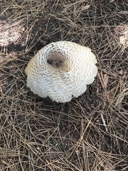 Fungi