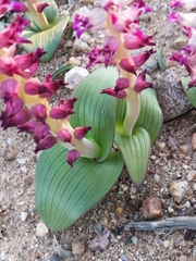 Lachenalia carnosa