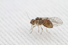 Teliapsocus conterminus