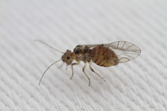 Teliapsocus conterminus