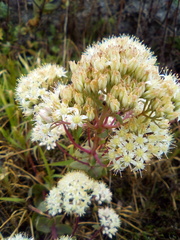 Hylotelephium maximum ruprechtii