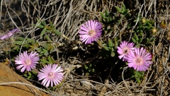 Trichodiadema gracile