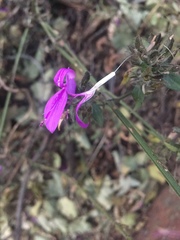 Dicliptera clinopodia