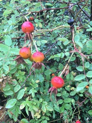 Rosa glabrifolia