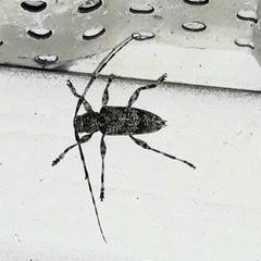 Graphisurus fasciatus